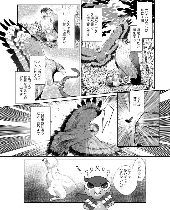カンムリワシの活動が活発になり始める時期に、カンムリワシの交通事故を防ぐ意味でも、皆さんに知って頂くカンムリワシ週間です。
今年もあやぱにが育つよう、カンムリワシに思いを馳せて下さる方々が増えますように🙇♀️🙏