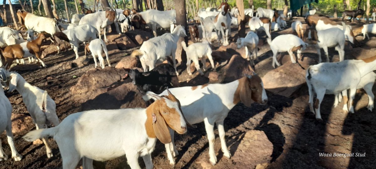 Almost mid december without any significant rains and  fears of another drought year ahead. The race is not for the swift but those who can endure!
