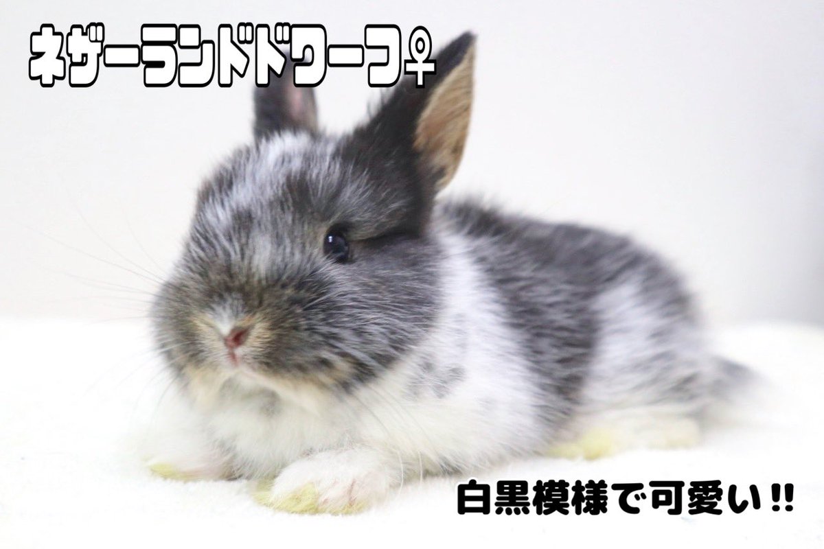かねだい 青梅店 on X: かねだい 青梅店 on X: