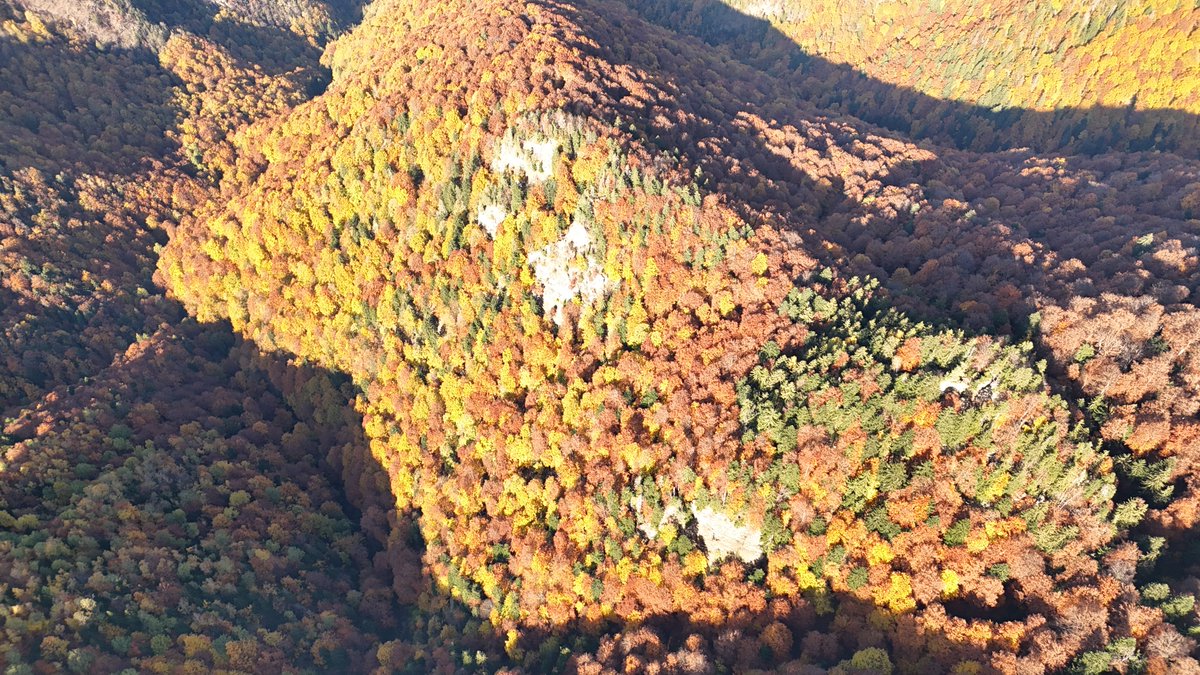 RNP_Romsilva's tweet photo. Imagini de toamnă din #pădurile Parcului Național Cozia din cadrul #Romsilva 

Beautiful #autumncolors in #forests of Cozia National Park, in #Romania 

#forestry #forest #autumnvibes #păduri #pădure #nature #NaturePhotography #NatureLove #naturelovers #NatureTherapy #natura https://t.co/jcXNEF2vTE