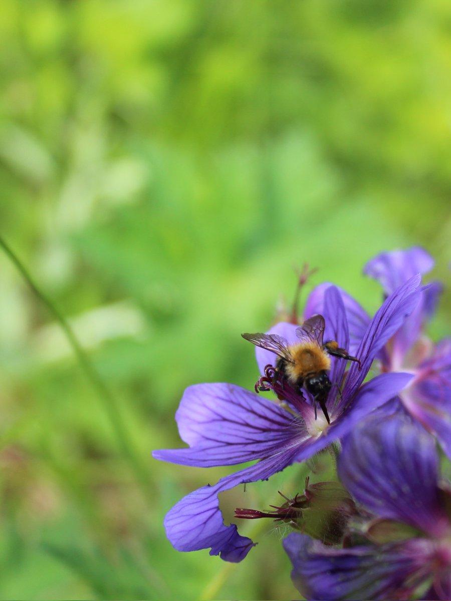 Kersti Sandström tweet media
