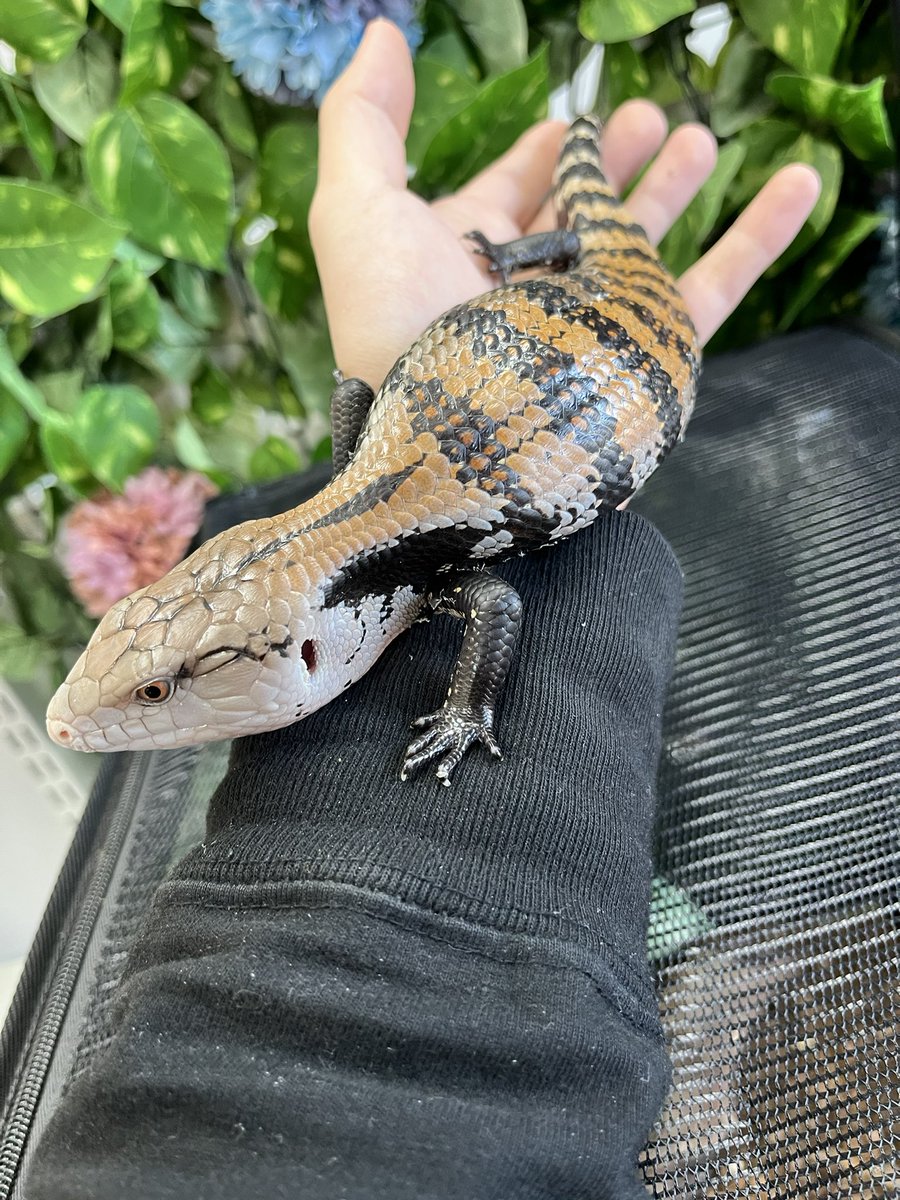 reptilespro03's tweet photo. 大人気アオジタトカゲ入荷しました✨️

今回はハルマヘラアオジタのアダルトとキメラアオジタのベビーを同時に入荷しております😳
どちらも元気いっぱいの綺麗な子達です😍

キメラアオジタは背折れのため大特価にて販売させて頂きます😌

 #れぷたいるずプロ #姫路 #兵庫 #爬虫類ショップ #爬虫類専門店