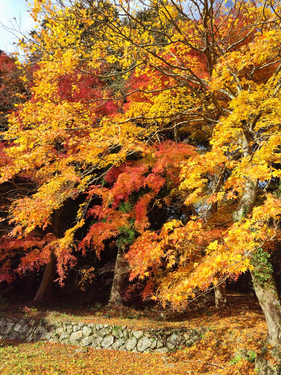 ganmo885's tweet photo. 第43番札所明石寺紅葉と遍路道の紅葉と猫 https://t.co/CYPiJSNHuY