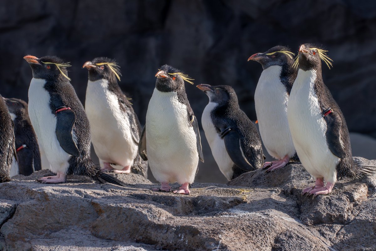 先日展示が再開した、「ペンギンの生態」エリアの ＃ミナミイワトビ