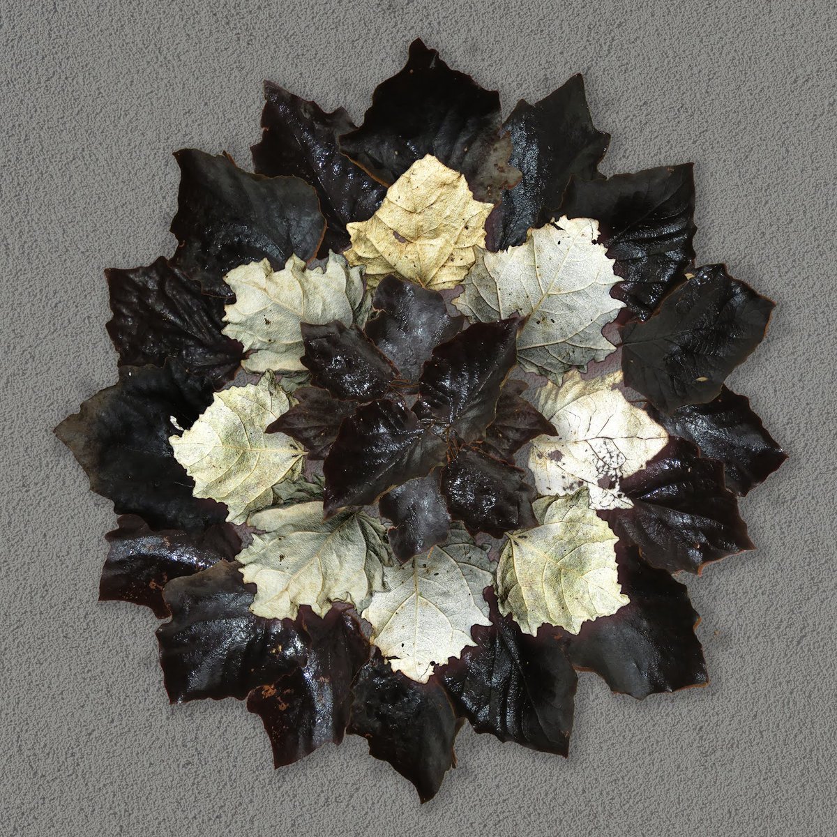 White Poplar - autumnal fallen leaves - they go almost jet black on top and some stay white underneath