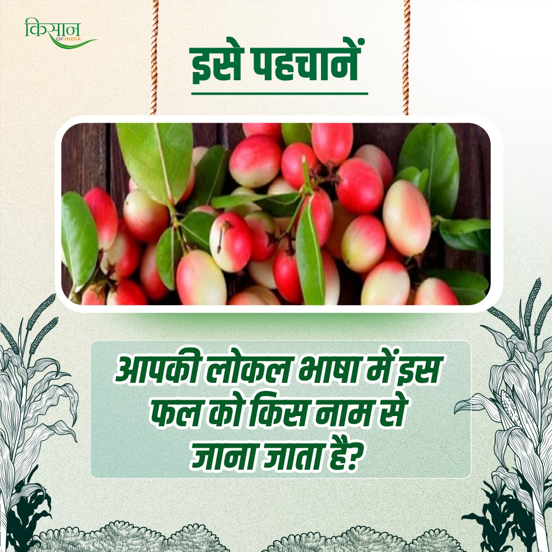 KisanofIndia's tweet photo. इसमें फाइबर भरपूर मात्रा में होता है, जो पेट दर्द से राहत दिलाने में इसे बेहद फायदेमंद बनाता है।

जुड़िए हमारे WhatsApp Channel से - https://t.co/Dlvk4fLfWN

#Kisanofindia #IdentifyTheFruit #LocalNamesQuiz #AgricultureKnowledge #KnowYourFruits #Agriquiz https://t.co/JrhwqSMmgu