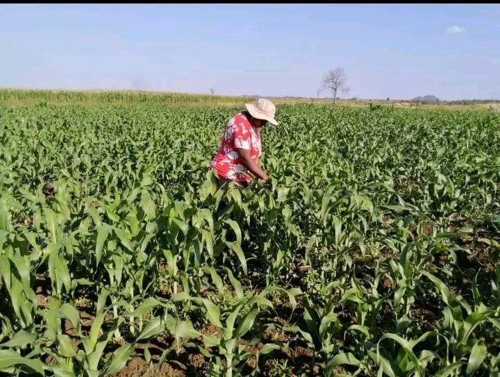 ChiredziScr's tweet photo. In Chiredzi, drought resistant, early season sorghum varieties such as Macia, developed by ICRISAT are enabling communal farmers to survive the impacts of drought. Macia produces white, tasty and healthy sadza and can be a good alternative to maize. https://t.co/X6oCpEJjaT