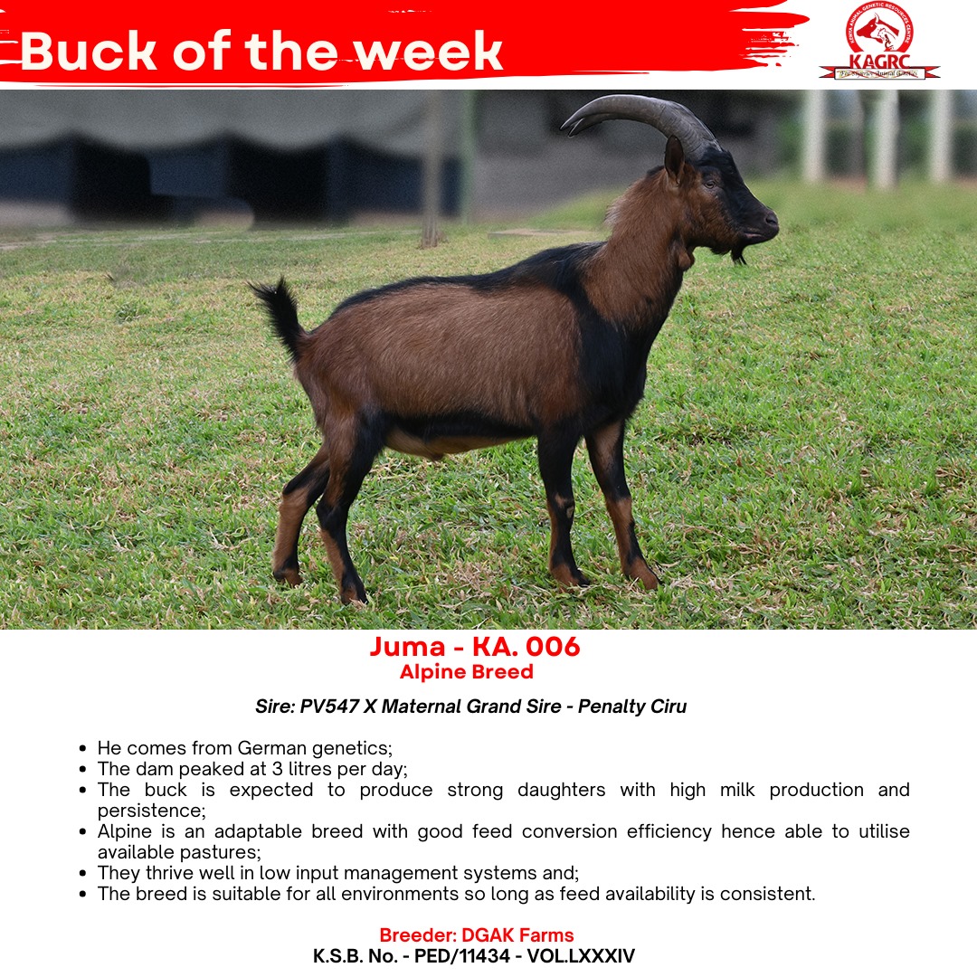 KAGRC_KE's tweet photo. Introducing Juma, an exceptional Alpine buck breed.
#Buckoftheweek #Alpine https://t.co/ZmCii0xHRh