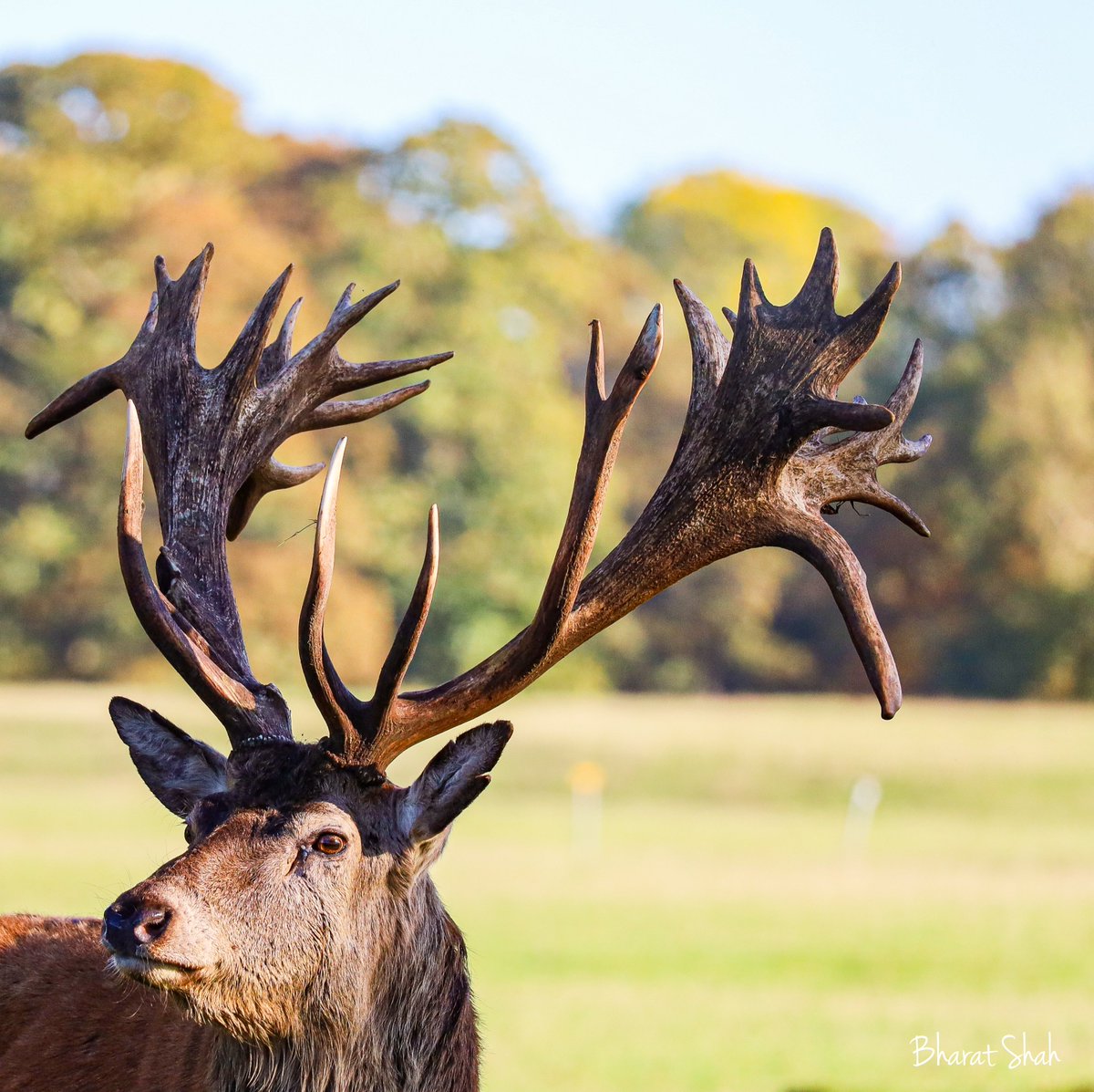 The eyes have it! 

Woburn Deer Reserve, Milton Keynes. 

#scenesfromMK #ThePhotoHour #UKwildlife #closeups
