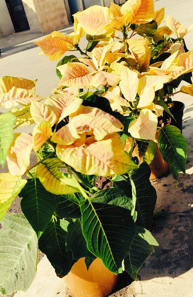 They need a bit of the Sun 🌞 
My Festive babies 🌺