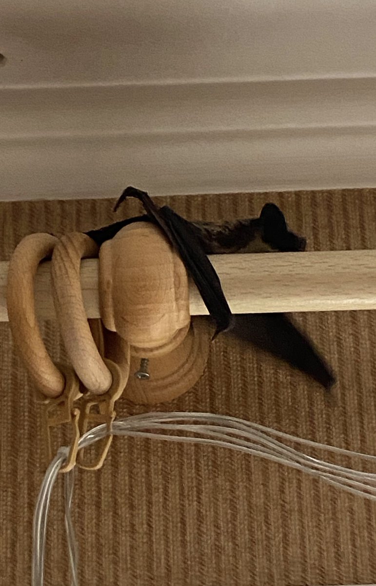 Вчера случилось невероятное событие.

Ко мне в окно залетел этот зверь.
Он маленький, очень слабый и пугливый.  Сейчас я его пытаюсь откормить, чтобы спасти.

Знакомьтесь, это Оливер 🦇