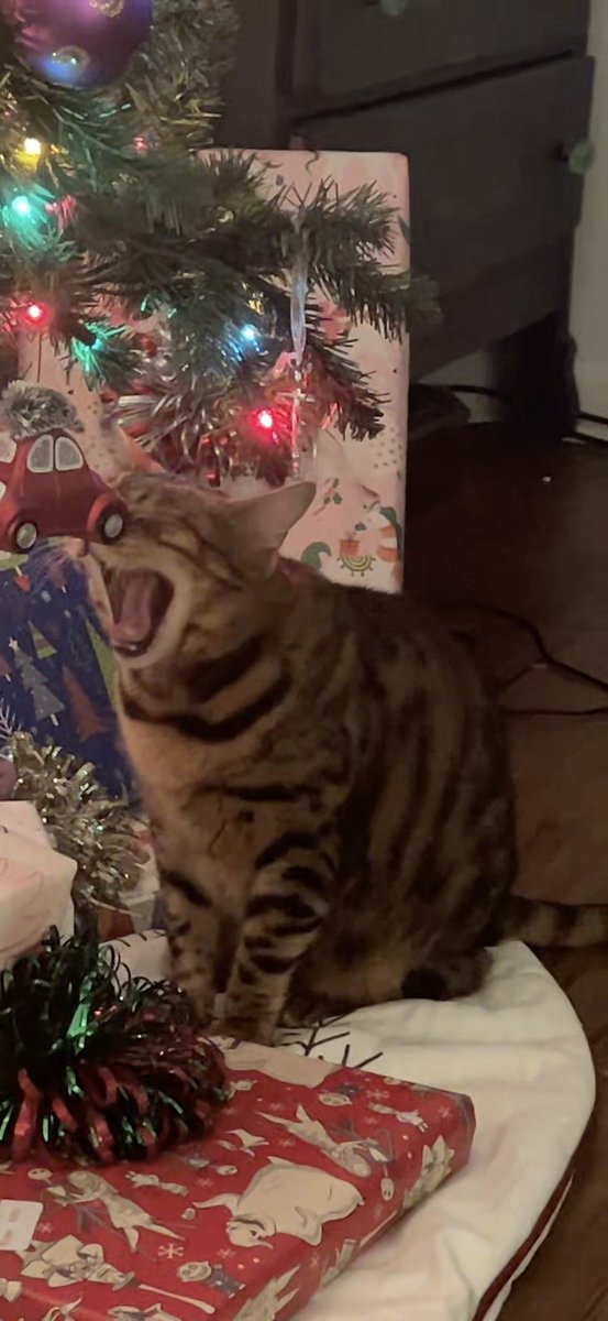 I am not playing wit the ornaments 😹😹😹 

#TongueOutTuesday #XCats #CatsOfX #TeamBengal #CatsOnTwitter