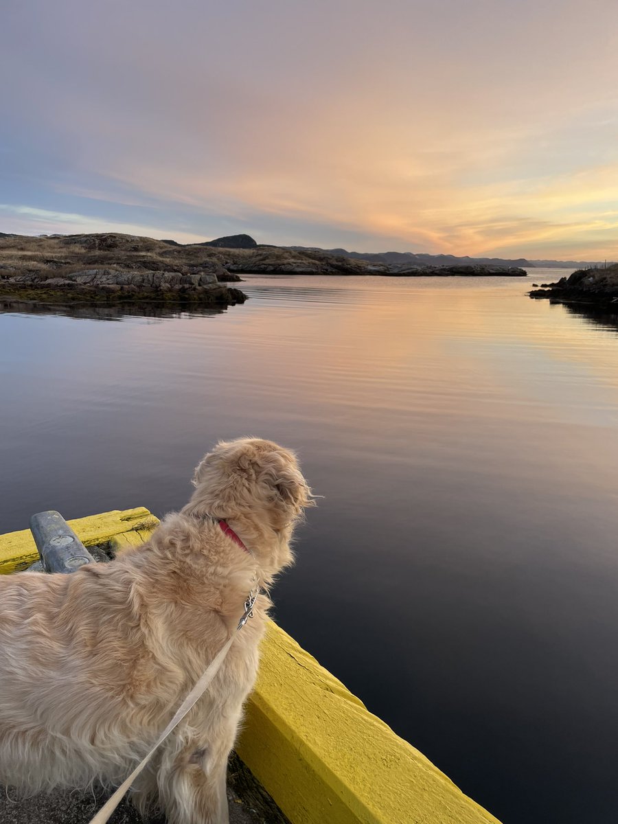 hare_karen's tweet photo. It’s another work morning with me nudging mom along before normal humans get up. Mom says the views are worth it. I think if I could catch those black ducks in the cove it would be a fantastic day. Life of Chum. https://t.co/HRjMk02ehl