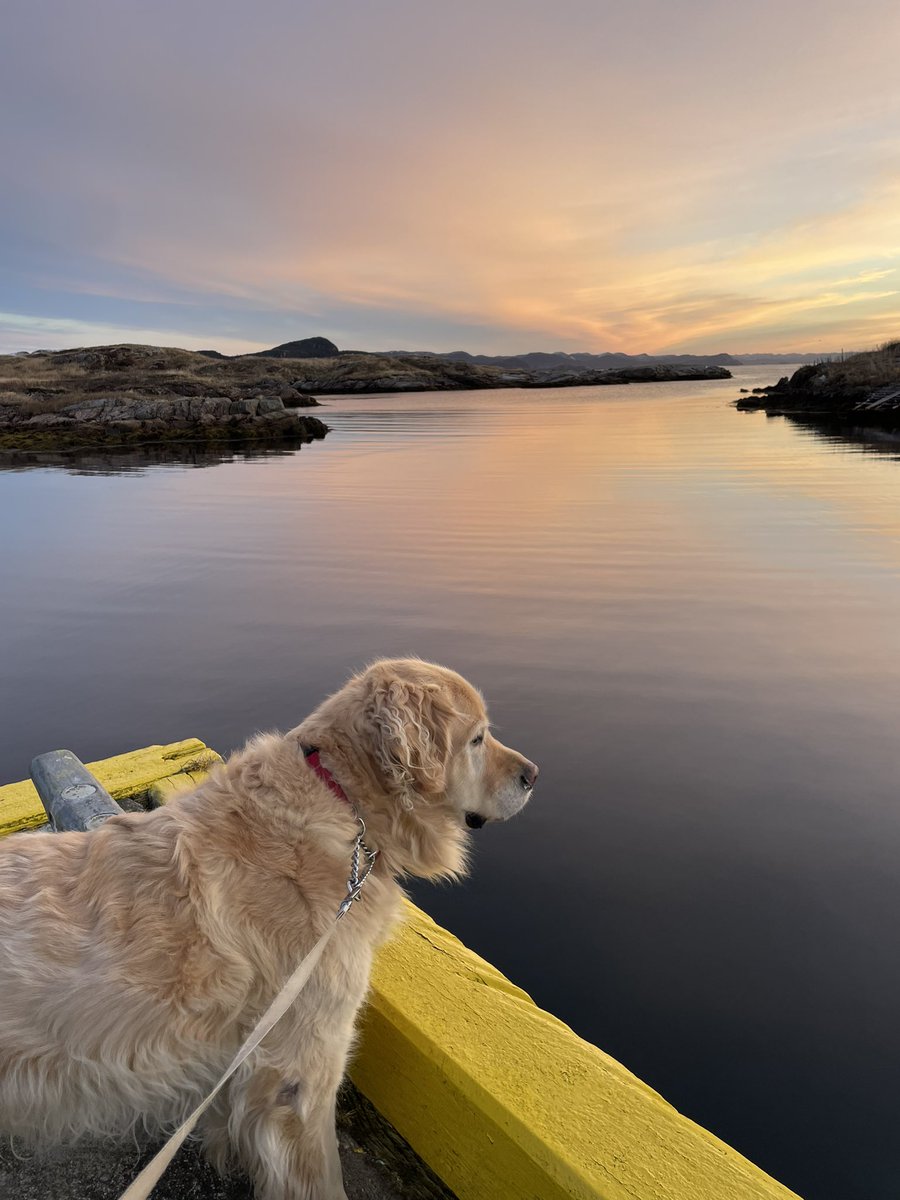 hare_karen's tweet photo. It’s another work morning with me nudging mom along before normal humans get up. Mom says the views are worth it. I think if I could catch those black ducks in the cove it would be a fantastic day. Life of Chum. https://t.co/HRjMk02ehl
