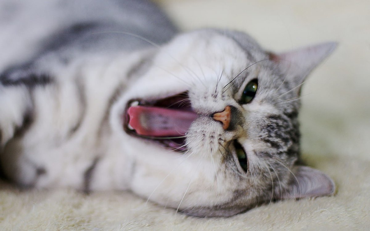 Wellington Robson tweet media