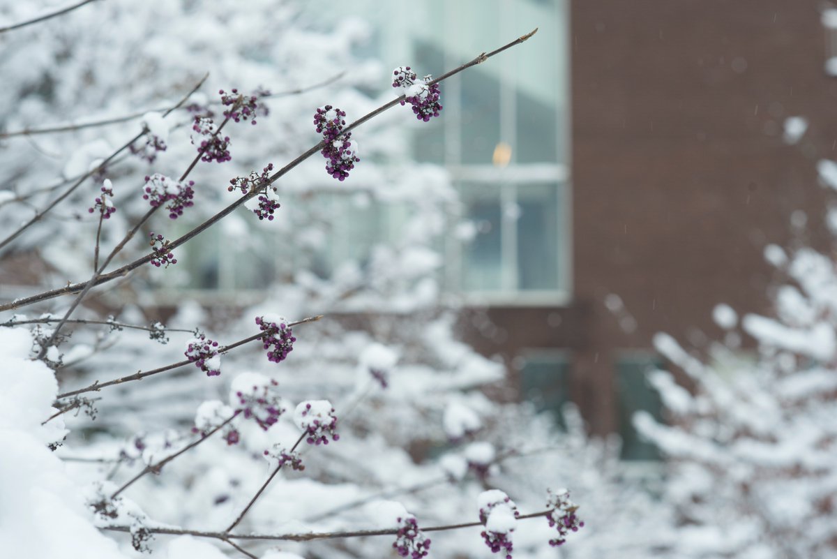 ❄️ Fermeture hivernale de la #BULAC 

La BULAC sera fermée du mardi 24 décembre 2024 à 17h (bibliothèque de nuit comprise) au jeudi 2 janvier 2025 au matin.  📷 

L'équipe de la bibliothèque vous souhaite une belle fin d'année.🌟