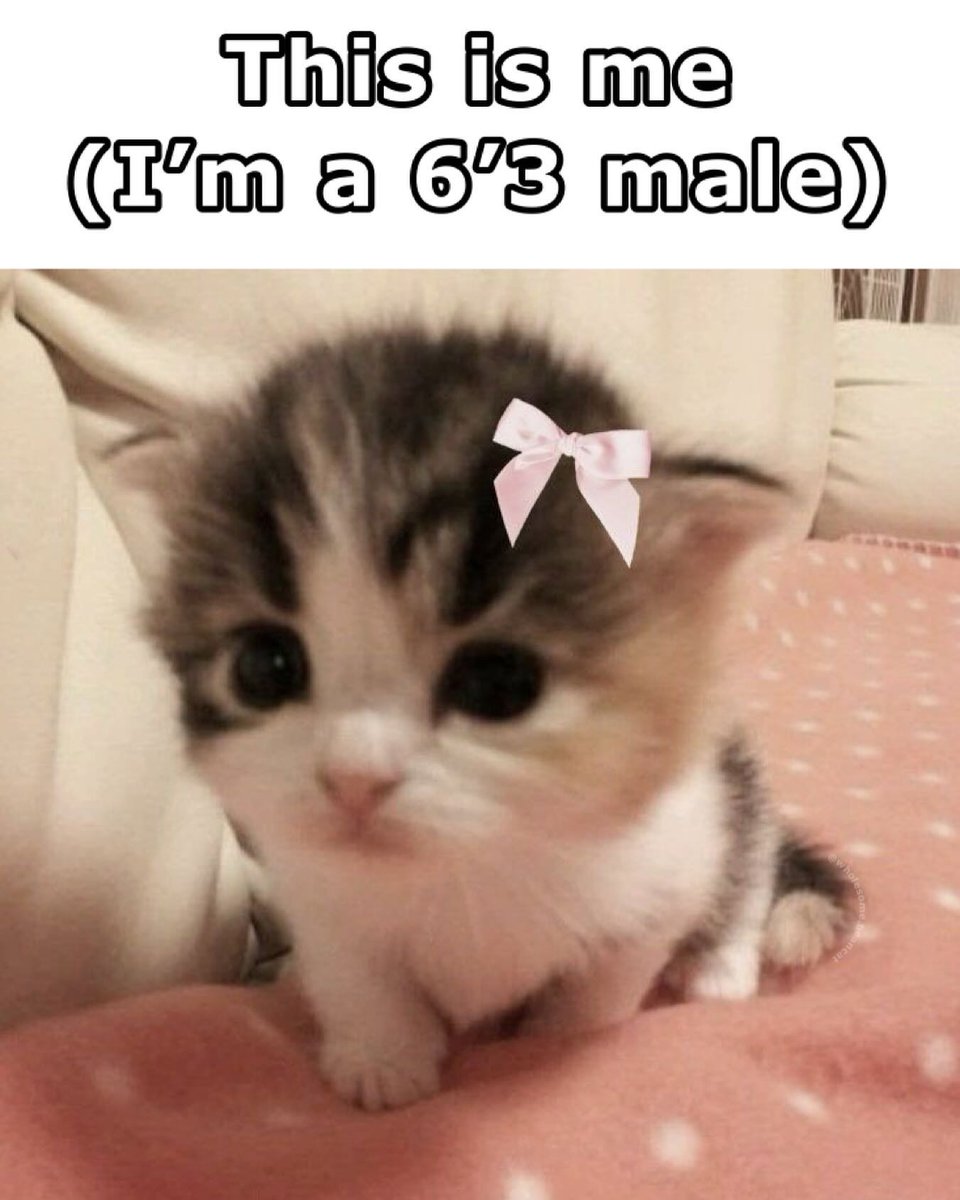 Punch Cat (@punchingcat) on Twitter photo 