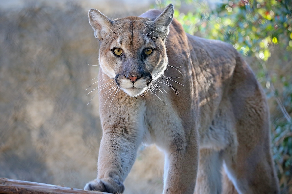 bookyourhunt's tweet photo. “People who don’t like cats simply haven’t tried one cooked the right way”
Actually, there’s a lot of truth in this one. Mountain lions, for example, are delicious.
More on the complicated issue on eating what you kill: https://t.co/A6F1lgqIQf
#huntingforfood #nothingwasted https://t.co/qClXImrIMj