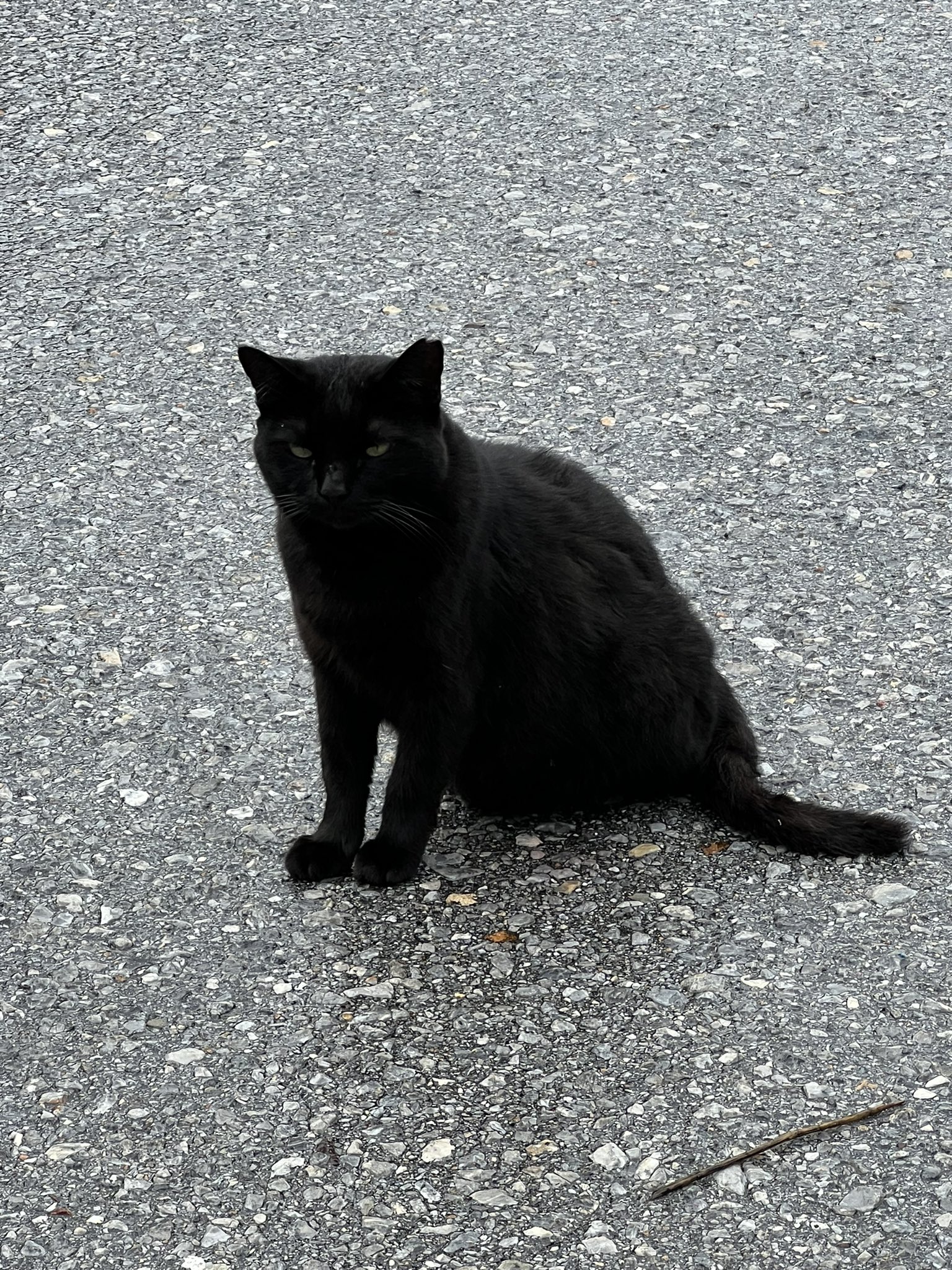 黒猫 on X: 