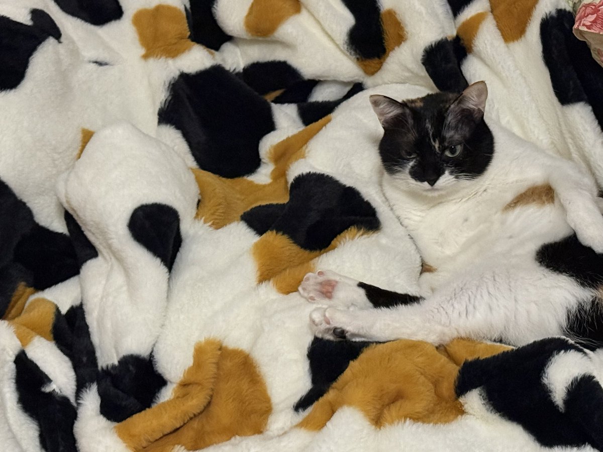 ウォシュレット！！！(三毛猫) おねだり三毛猫｜WooBia公式オンラインショップ – WooBia