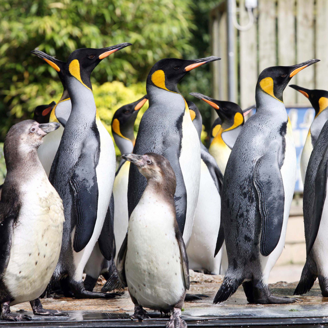 Birdland Park and Gardens, in Bourton-on-the-Water, is home to one of the largest collections of exotic birds in the UK.

cotswolds.org/birdland-park-…

#gloucestershire #birdland #bourtononthewater #bourton #visitgloucestershire #birdlandparkandgardens #cotswolds