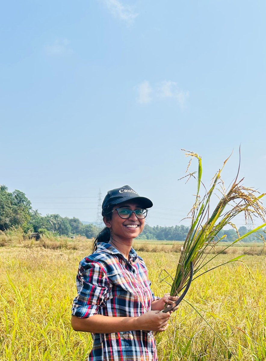 CSR_Persistent's tweet image. Our Persistent Foundation Goa team joined local farmers in the paddy fields, embracing traditional rice harvesting. We learned, supported, and connected with the land—sowing seeds of a greener, brighter future. 🌱 

#CSR #PlantationDrive #persistentfoundation