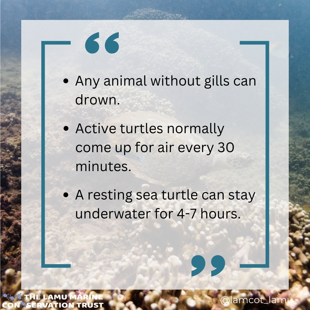 lamcot_lamu's tweet photo. Don’t let our turtle friends drown!🐢🫧

Human activities are stressing them out. Let’s help! 

Visit our website to support our turtle protection program and learn more. https://t.co/7PnK2APVOk
#savetheturtles #protectouroceans #turtleconservation #tusktrust https://t.co/dtKZjwDRgd