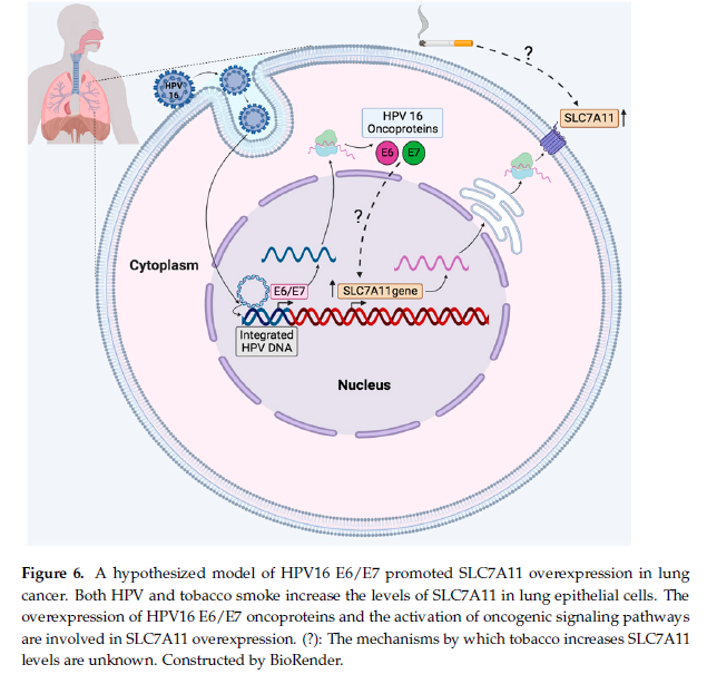 Juliogen's tweet image. This study investigated the presence of human papillomavirus (HPV) in lung cancer patients from Chile. We found that HPV is present in 4% of lung carcinomas and that the SLC7A11/xCT gene is frequently up-regulated in HPV-positive lung carcinomas.  mdpi.com/1422-0067/25/2…