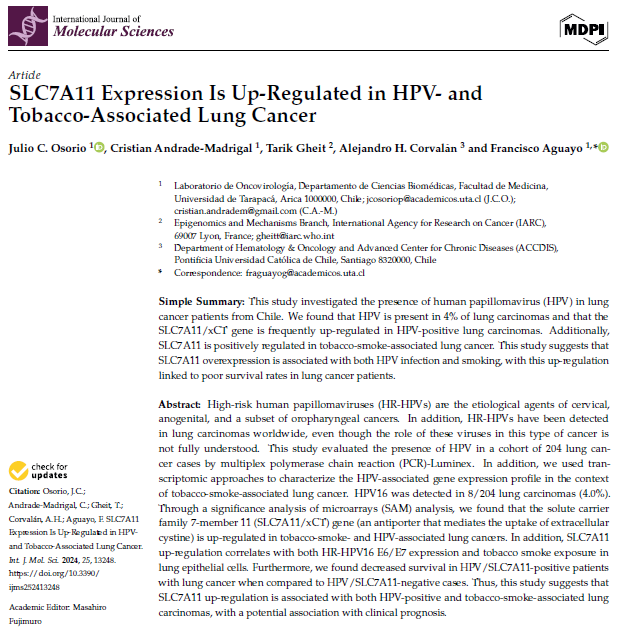 Juliogen's tweet image. This study investigated the presence of human papillomavirus (HPV) in lung cancer patients from Chile. We found that HPV is present in 4% of lung carcinomas and that the SLC7A11/xCT gene is frequently up-regulated in HPV-positive lung carcinomas.  mdpi.com/1422-0067/25/2…