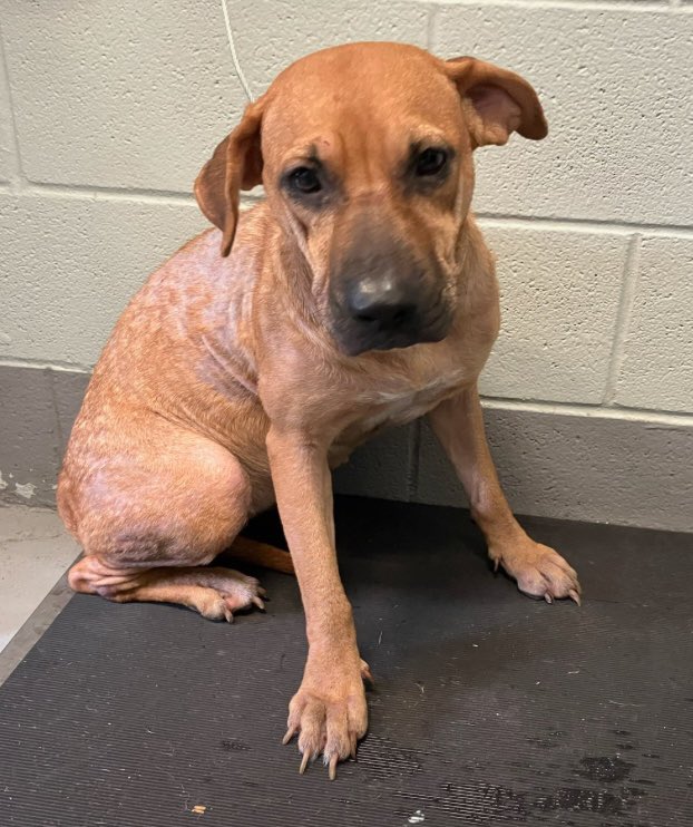 Lisa Brabson. tweet media