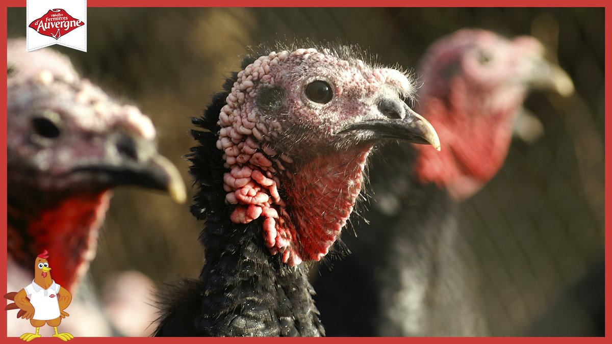 "Grande dame des #réveillons", la #dinde fermière d’#Auvergne est la #volaille traditionnelle par excellence. Née au plus tard au moins de juin, la qualité de sa chair est due à un #élevage traditionnel en plein air exceptionnellement long : au moins 20 semaines.