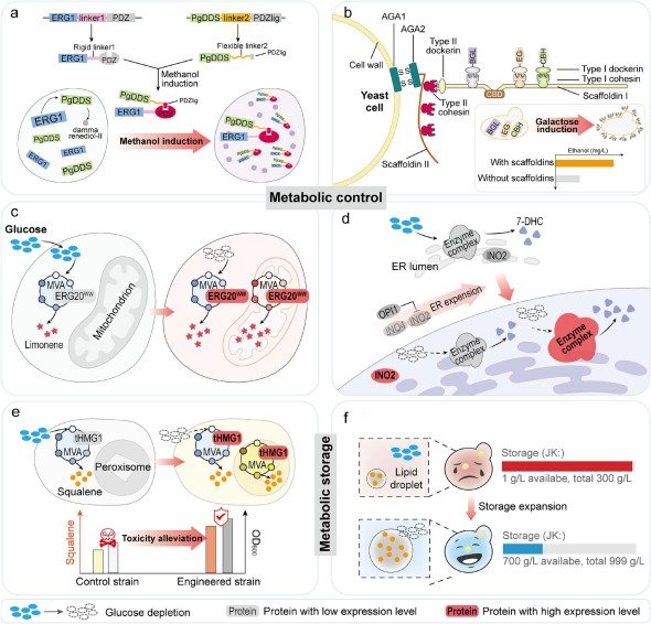 Olivier Borkowski (@o_borkowski) on Twitter photo Engineering microbial cell factories by multiplexed spatiotemporal control of cellular metabolism: Advances, challenges, and future perspectives
doi.org/10.1016/j.biot… Engineering microbial cell factories by multiplexed spatiotemporal control of cellular metabolism: Advances, challenges, and future perspectives
doi.org/10.1016/j.biot…