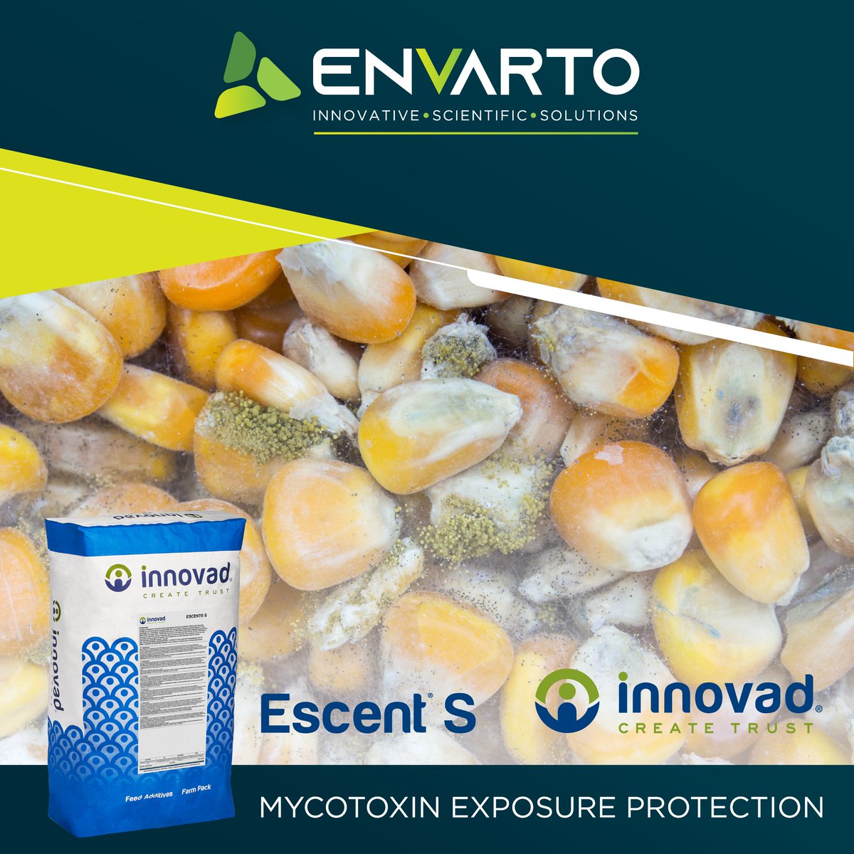 envarto's tweet image. Chronic low-grade mycotoxin exposure weakens animals and increases disease risk. Escent® S detoxifies mycotoxins and boosts feed intake, driving growth. 

#MycotoxinManagement 

@Innovadsa