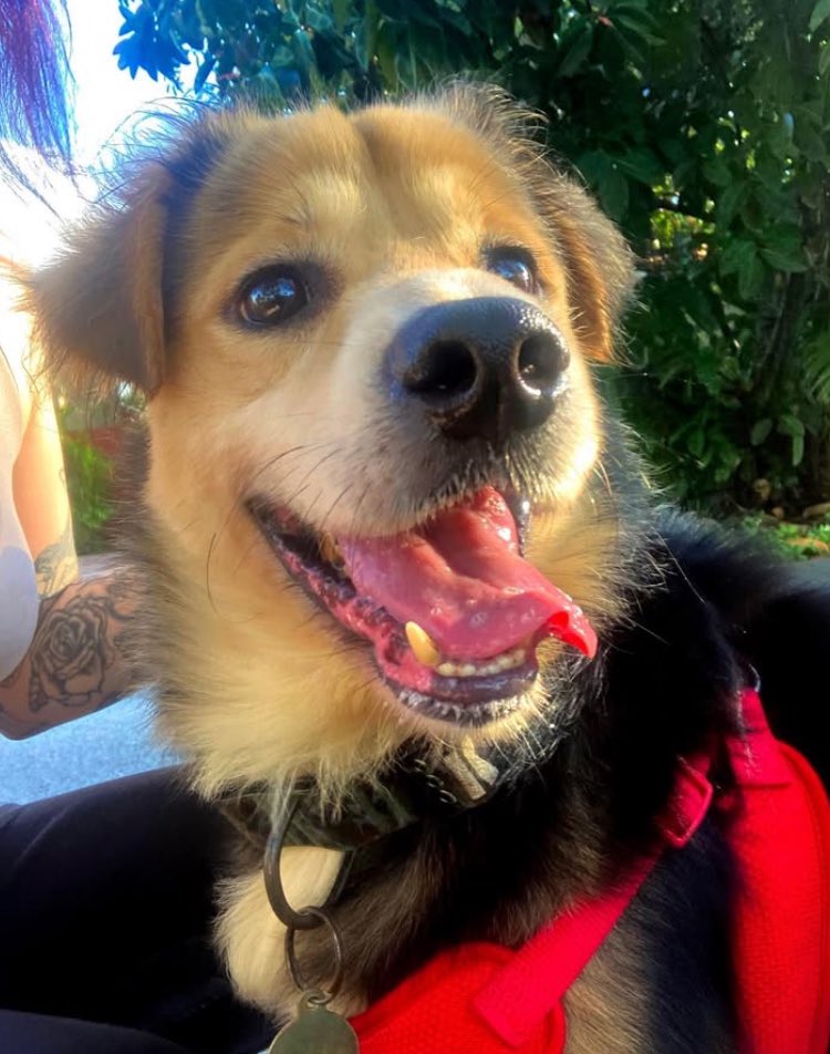 MetalcoreMami_'s tweet photo. Rest in paradise Rocky you were the best doggo a girl could ever ask for 🖤🕊️ https://t.co/6DkAbGCwY9