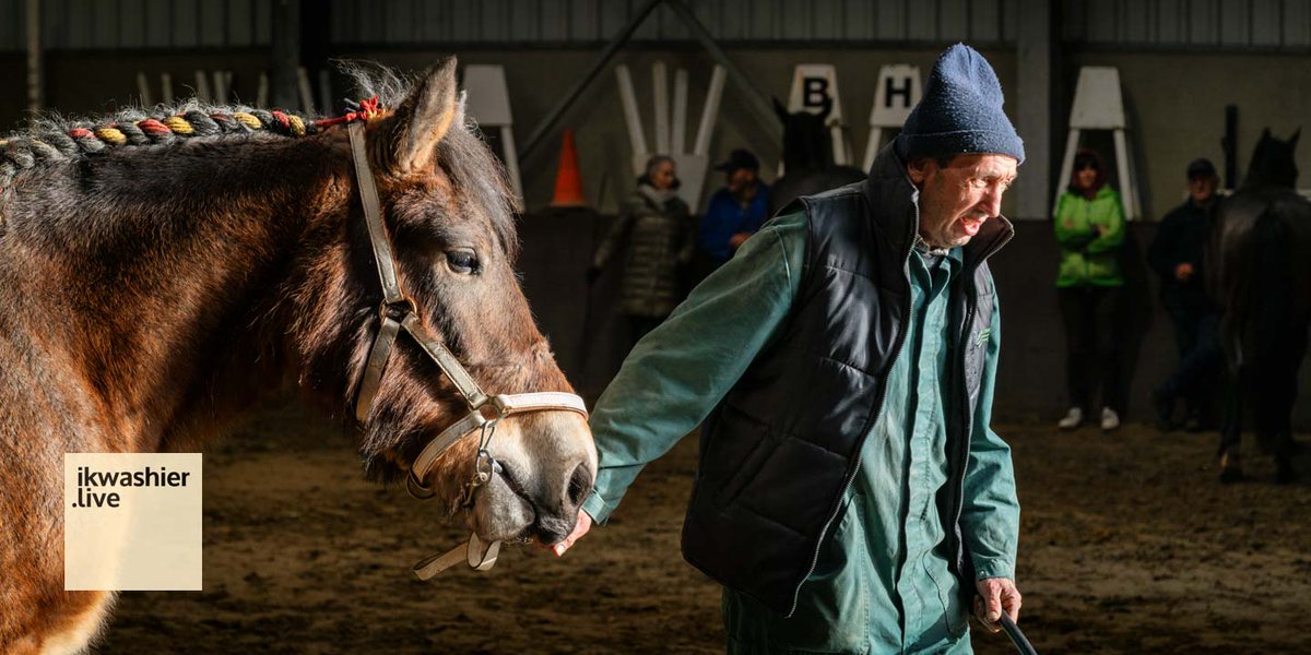 Droog sfeerbeeld Jaarmarkt Sint-Niklaas op youtube.com/shorts/r3BjCuU… met prijskampen Belgische trekpaarden, BWP en pony’s. Foto’s op facebook.com/ikwashier.live bewaart #tradities en #erfgoed #paarden #trekpaarden #jaarmarkt #SintNiklaas #OostVlaanderen