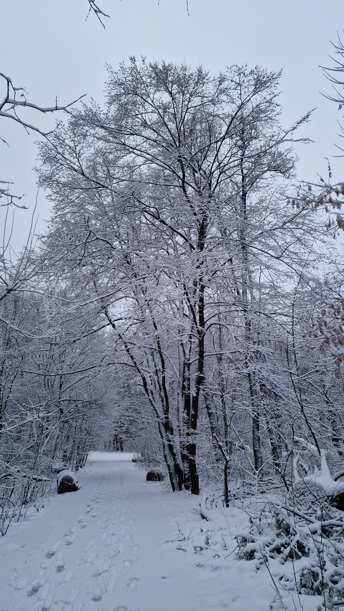 andrii_soloviov's tweet photo. ❄️ 🌨 ☃️ Good early snowy morning, Friends!
雪が降る早朝、お元気ですか、友よ！

✨️🪅🎄This morning again we have a real winter fairy tale - all the trees are covered in white, fabulous frost.
The landscapes in our forest are simply fabulous)))
今朝もまた、本当の冬のおとぎ話が待っています。すべての木が白い素晴らしい霜で覆われています。
私たちの森の景色はただただ素晴らしいです)))

Enjoy this beauty and your morning drink ☕️🍾🍸 🍹and have a GREAT DAY!
この美しさと朝のドリンク☕️🍾🍸🍹を楽しんで、素晴らしい一日をお過ごしください！

Don’t forget to support Ukraine 🇺🇦 and each other!
ウクライナ🇺🇦とお互いをサポートすることを忘れないでください!

✊🇺🇦😘❤️‍🔥🫶

#StandWithUkraine
#BeautifulKyiv 
#WinterInUkraine
