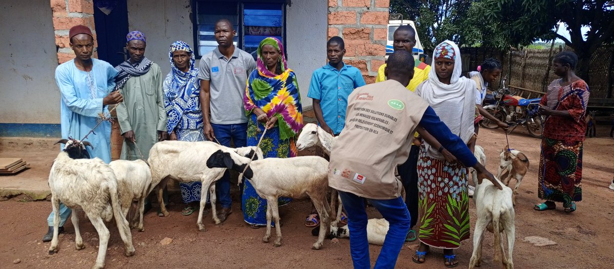 drcwestafrica's tweet photo. 200 éleveurs des localités de #Ndim et #Koui ont reçu 158 géniteurs de #caprins, #ovins, #porcins et #volailles, grâce au financement de l’@EU. Mise en œuvre par @projetsolid et @UEenRCA. Août 2024. https://t.co/5jTZg9qog7