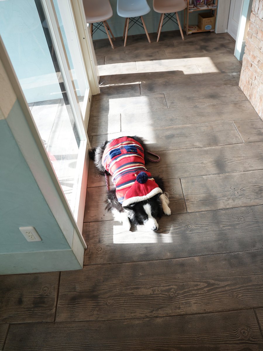 kuroe_2014's tweet image. 動物病院で犬が1頭落ちてる様子です。
居残りでした🐶💦

肝臓の数値は正常値まで戻りました！
胆のうの数値はあまり変わらずでしたが、
前回のお薬で確実な変化があったので、継続します💊

元気になりますよーに☺️

#ボーダーコリー #シニア犬 #sonya7siii