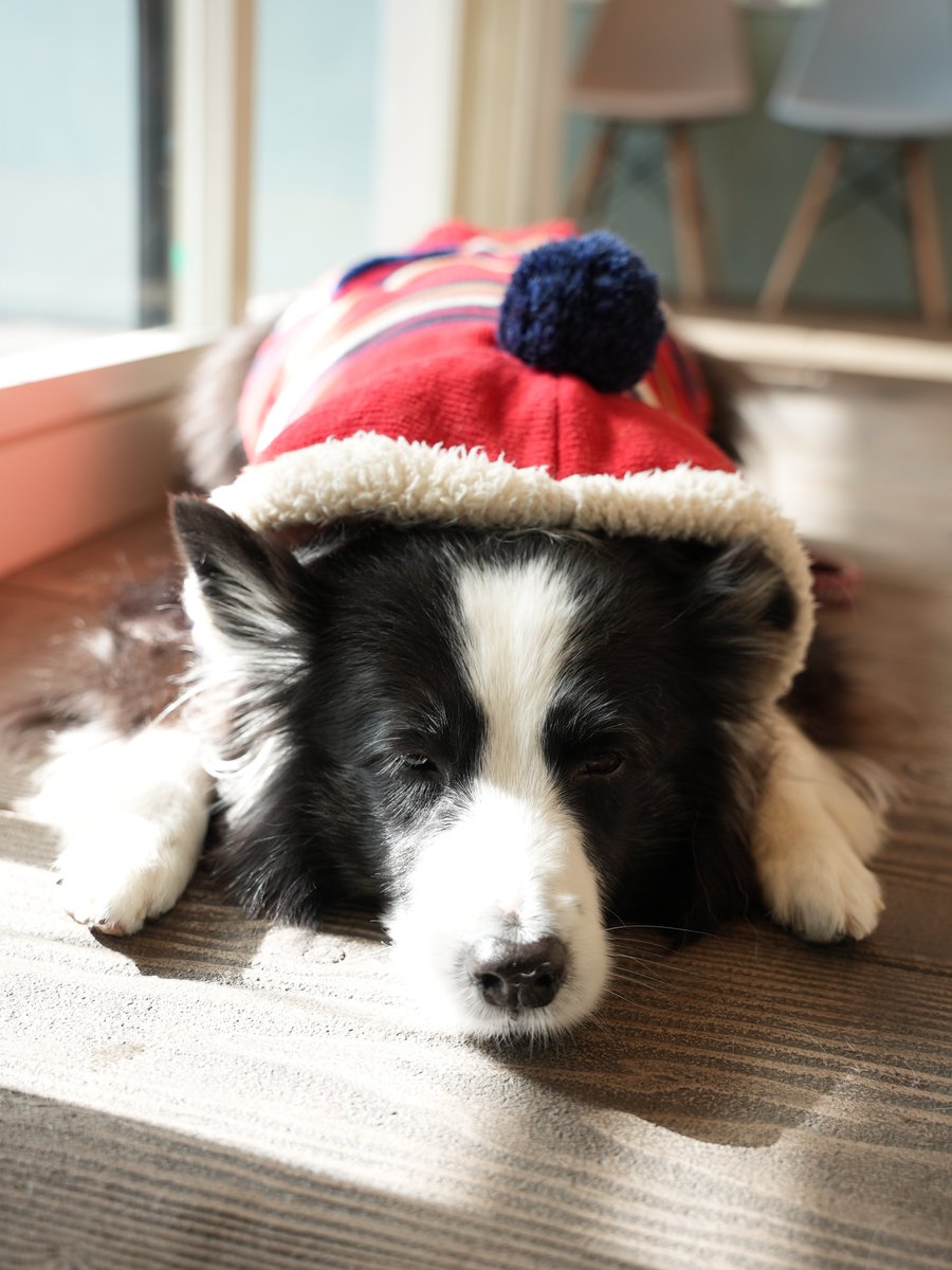 kuroe_2014's tweet image. 動物病院で犬が1頭落ちてる様子です。
居残りでした🐶💦

肝臓の数値は正常値まで戻りました！
胆のうの数値はあまり変わらずでしたが、
前回のお薬で確実な変化があったので、継続します💊

元気になりますよーに☺️

#ボーダーコリー #シニア犬 #sonya7siii