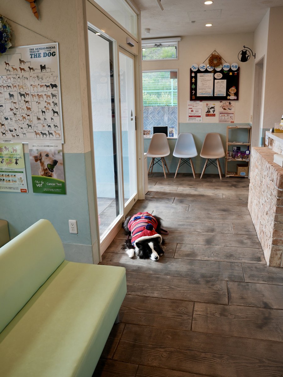 kuroe_2014's tweet image. 動物病院で犬が1頭落ちてる様子です。
居残りでした🐶💦

肝臓の数値は正常値まで戻りました！
胆のうの数値はあまり変わらずでしたが、
前回のお薬で確実な変化があったので、継続します💊

元気になりますよーに☺️

#ボーダーコリー #シニア犬 #sonya7siii