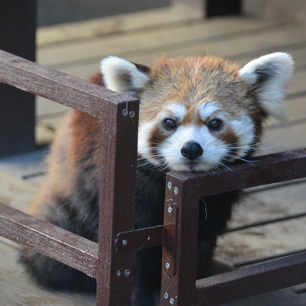こどものかお ブルーナミニスタンプ 浸透印 ミッフィー 評価印 ごほうびスタンプ miffy - ブルーナ, image size:1200x1200