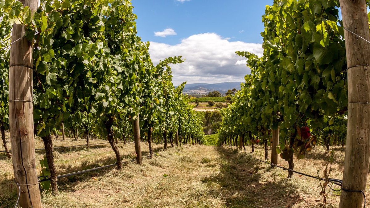 📢 [PRACTICE ABSTRACT] The continuous use of copper-based products in the #vineyards has increased the copper content into soils, becoming an increasing problem for the #environment.

Read more: cutt.ly/aeCAprwZ

#pesticides #sustainableagriculture #soilprotection
