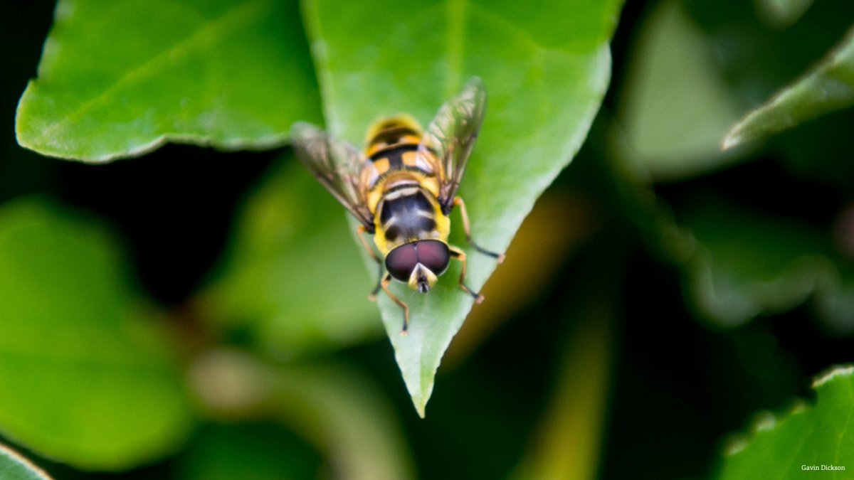 WildlifeTrusts's tweet photo. Do you love insects? 

Become an Insect Champion and learn how to make insects welcome at home, at school, and in communities! https://t.co/MP4RACO53k https://t.co/TZ2t5adwhQ