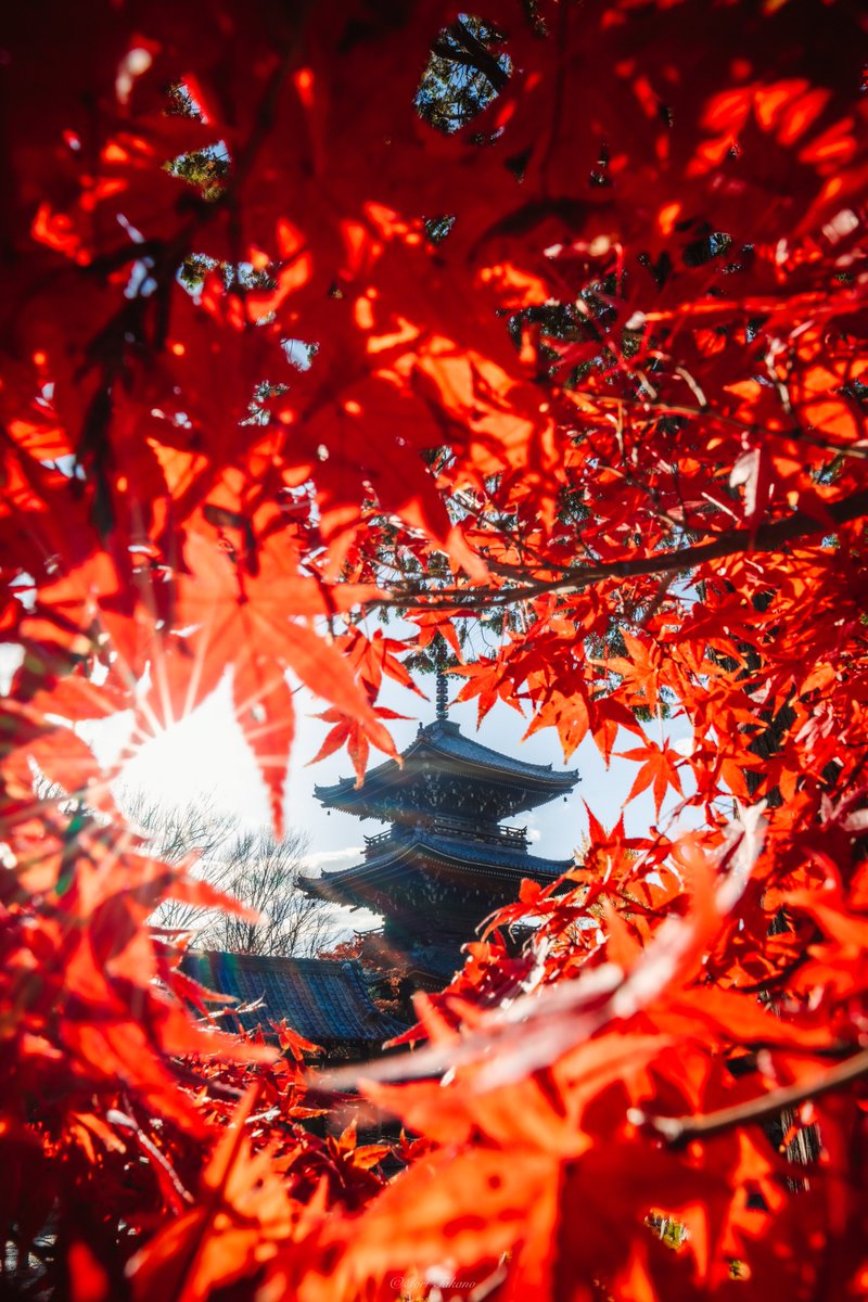 _iori_xx21's tweet photo. 圧倒的紅葉から臨む三重塔。 https://t.co/BUzYA0zLvB
