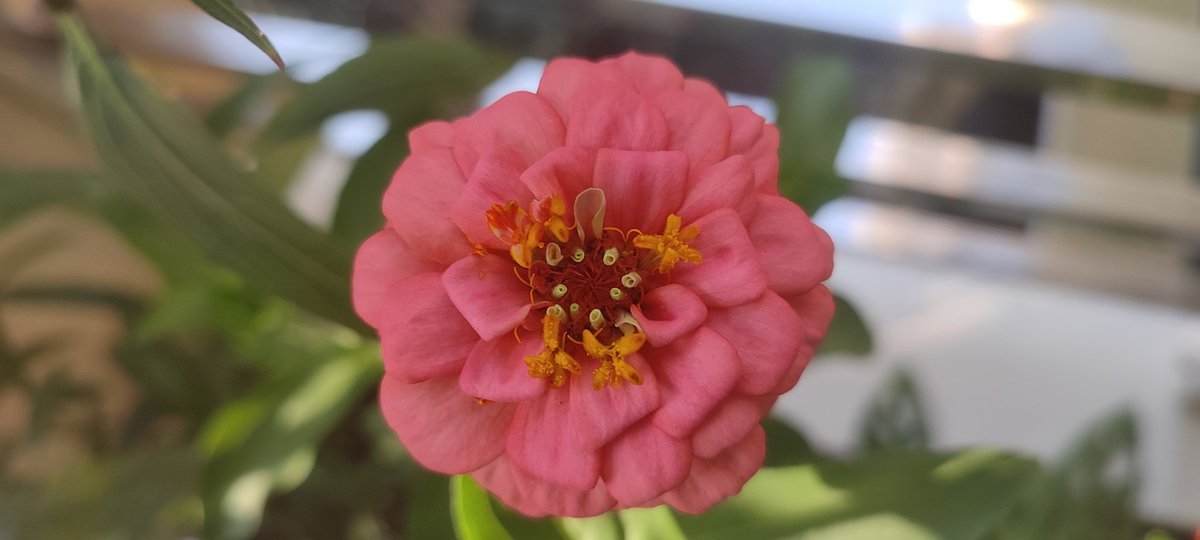 mrdmaksud's tweet photo. #flower 
#nature 
#garden 
#Zinnia
#Bangladesh 
#mrdmaksud 
#Photography https://t.co/FooVf5oJTo
