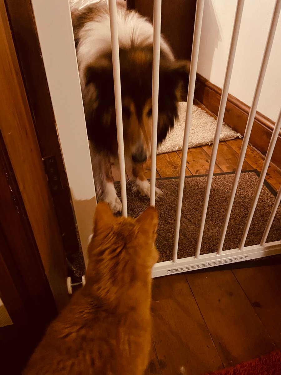 MrFluffytoes's tweet image. #DogGate #CatsOfTwitter 

A dog has cone to live with us. His mummy is in hospital 

The staff bought the child gates to protect us cats. But now its there to stop me thumping the doggie 🐶 

I’m not happy. 🐾🧡🐯