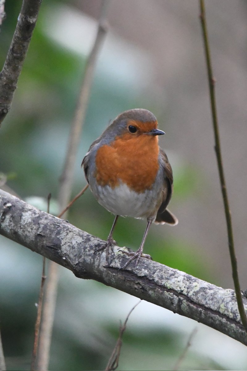 Robin 
Bude Cornwall 〓〓
#Bude #Cornwall 
#Robin