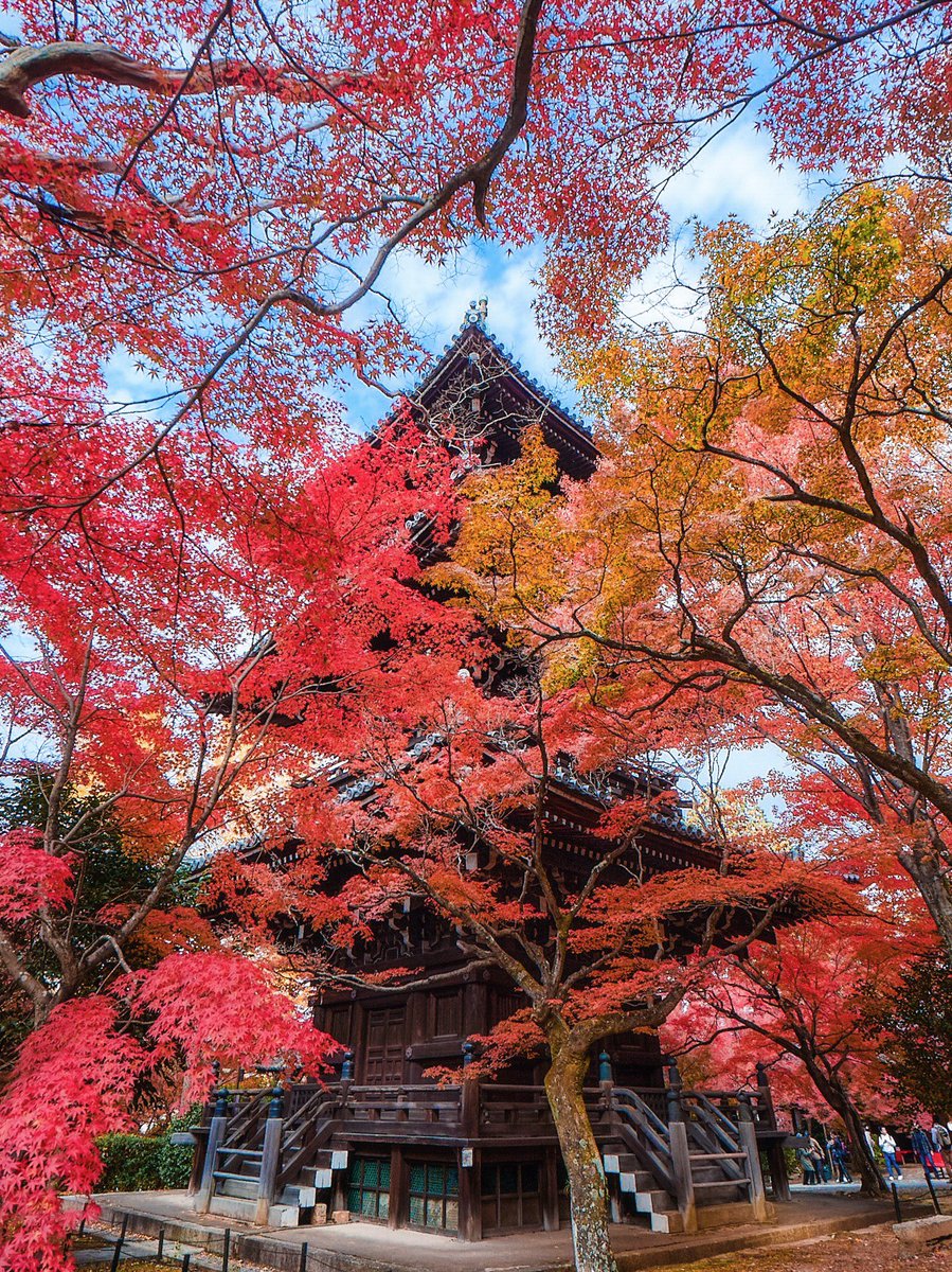 3m1ek's tweet photo. 京都 真如堂の紅葉に圧倒される https://t.co/yXYNB8n2bS
