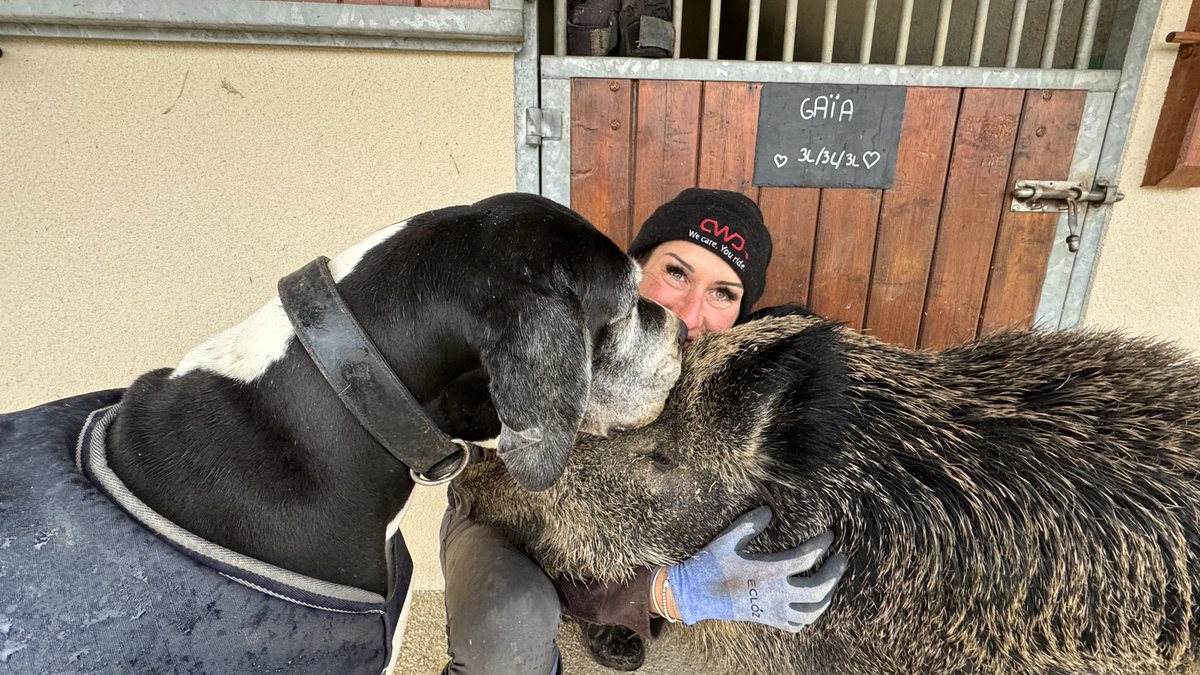 Stan_Vignon's tweet image. #CPVA Laurianne a sauvé un sanglier en détresse qui est devenu son animal de compagnie, malheureusement les pouvoirs publics la menacent de venir le lui prendre ! Elle a peur que le sanglier soit euthanasié, on essaye de l'aider ce matin sur @RTLFrance et @M6 @courbet_julien