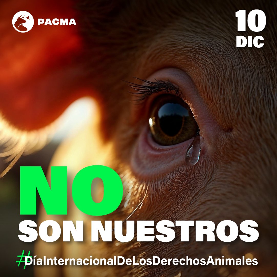 💚¡Feliz #DíaInternacionalDeLosDerechosDeLosAnimales!💚

🐾En este día especialmente reivindicamos los derechos de los animales, una de las asignaturas pendientes de nuestro país. Porque insistimos en que la Ley de protección de los derechos y el bienestar de los animales NO es